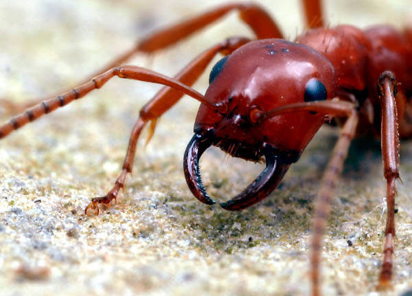 蚂蚁的下颚图片