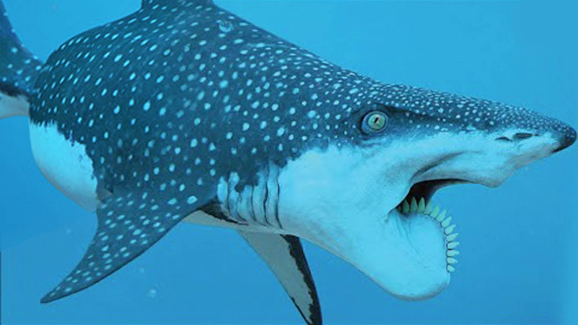 鲨鱼常见品种图片