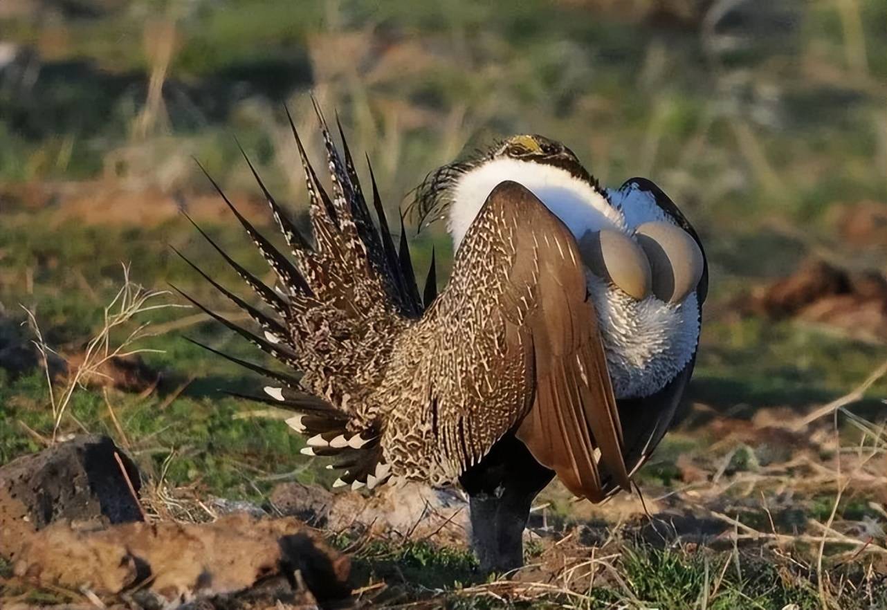 原创为了在求偶季吸引雌性雄性艾草松鸡上演抖身材舞蹈
