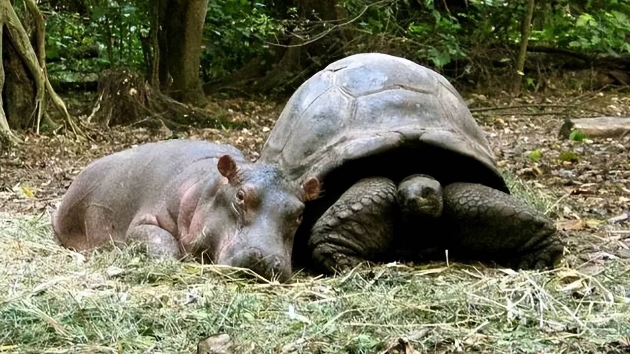 原创这啥奇葩动物园狮子老虎认狗当老大百岁龟大叔喜当河马妈