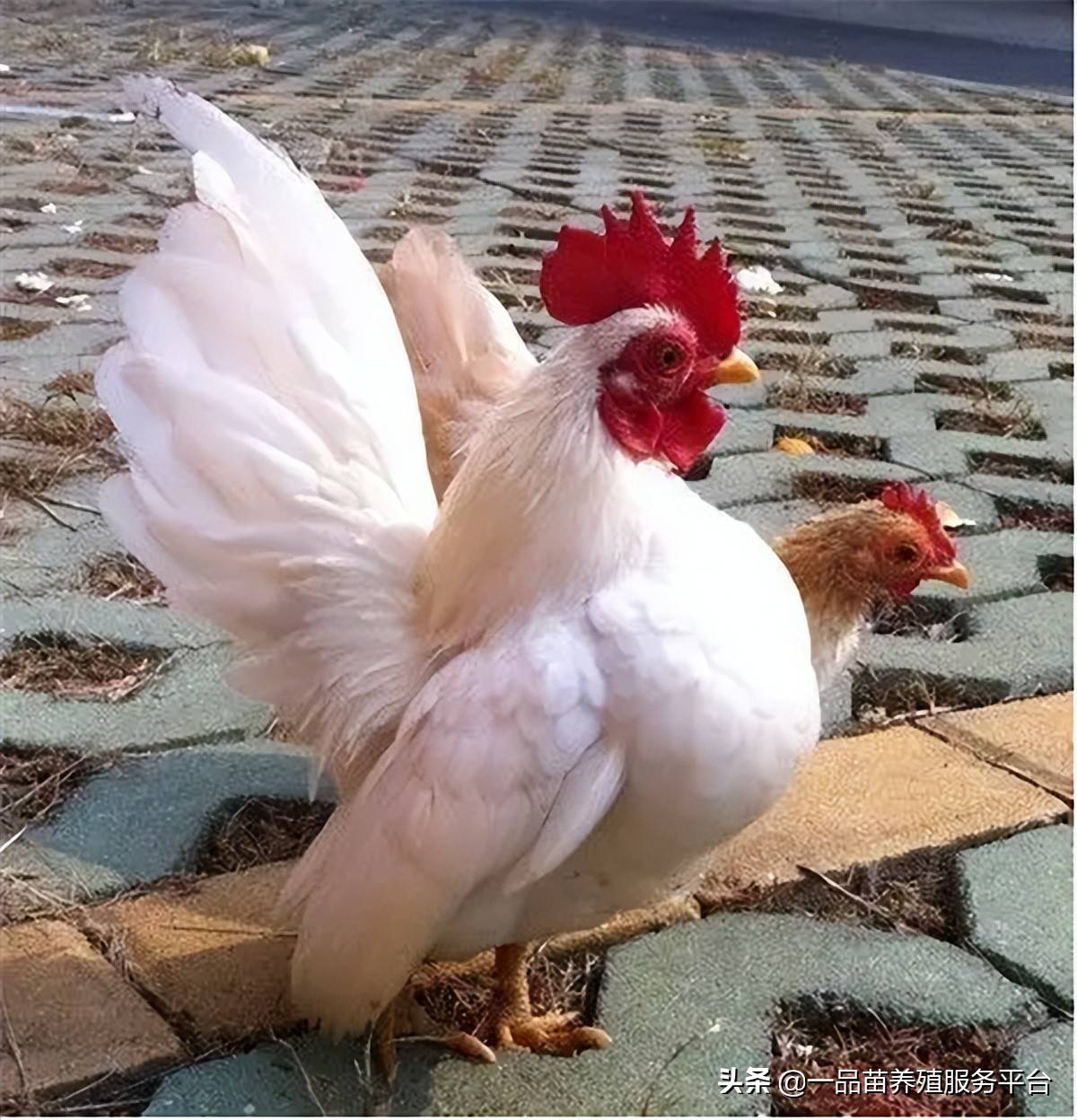 其次,塞拉玛鸡"霸道"的原因之二是产蛋"功力"强.