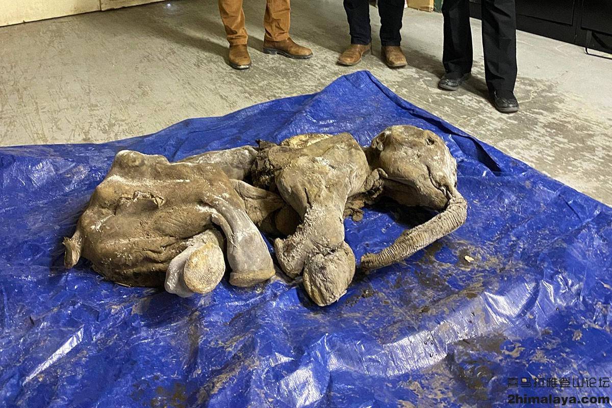 「加拿大」"出色的祖先"- 昆玉金矿发现毛茸茸的幼年猛犸象_ga_nun_ch