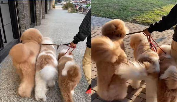 原创3只巨型贵宾汪尾巴同步甩动优雅散步根本是模特儿的走法