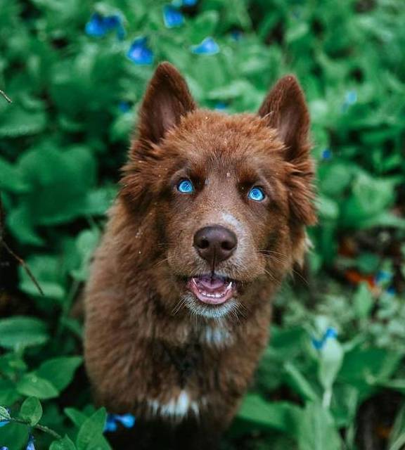 長大後像狼,主人說狗狗是熱門犬種,但路人都猜不出_quoi_哈士奇_運動