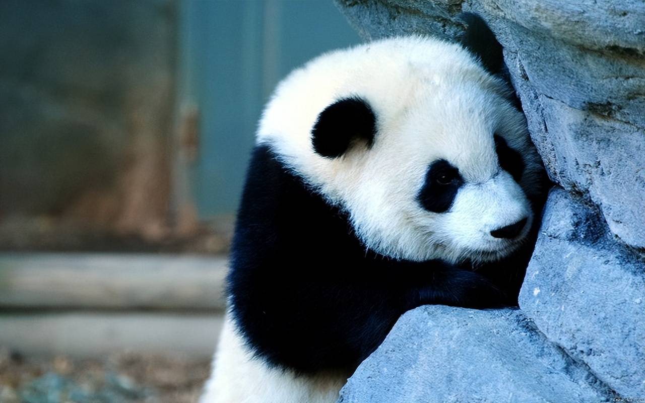 男子国外动物园遇到大熊猫“圆圆”，听到国语后“圆圆”瞬间愣住 - 哔哩哔哩