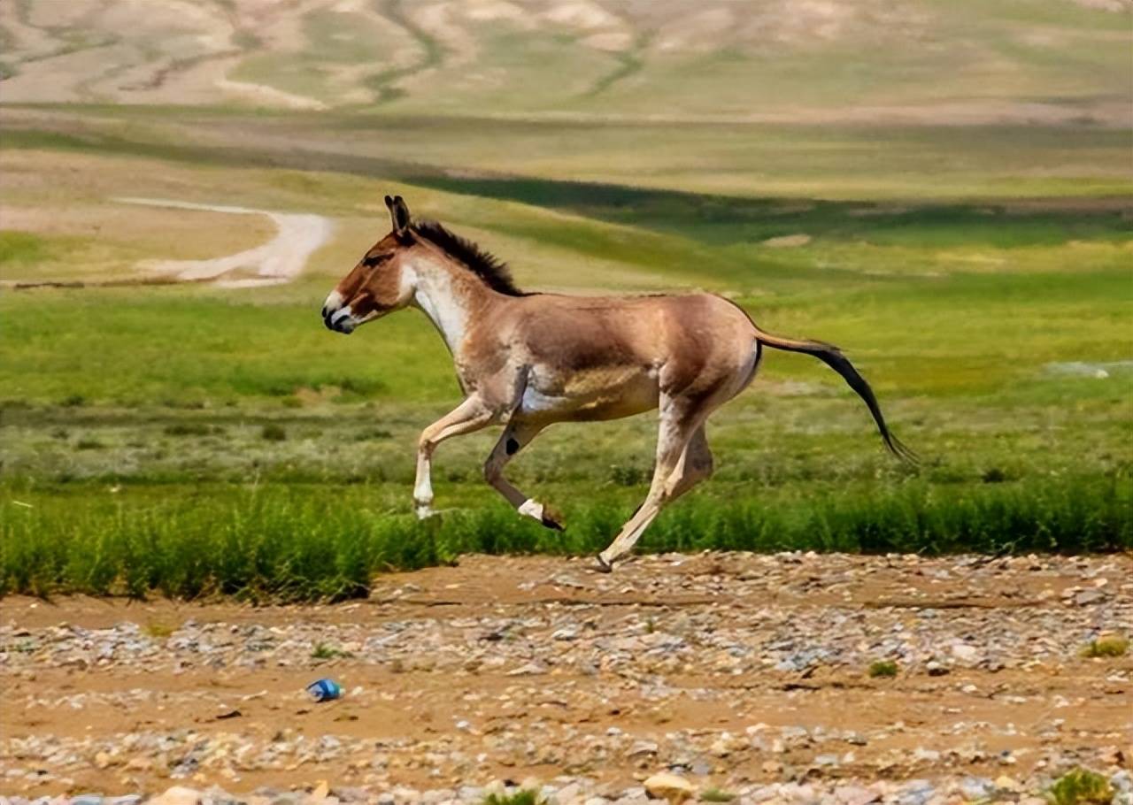 雪山之王惊魂:藏野驴不是三江源的驴跑跑吗?