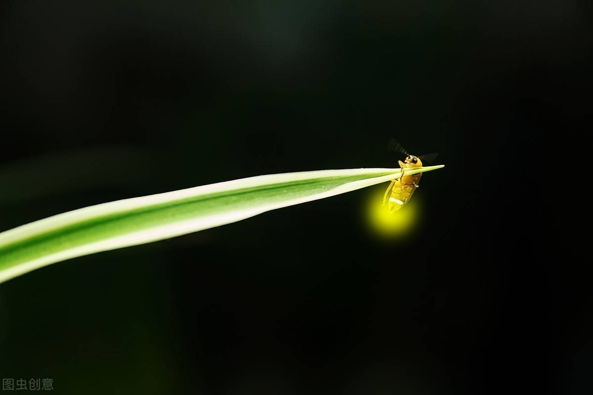 夏夜精灵可爱的小萤火虫