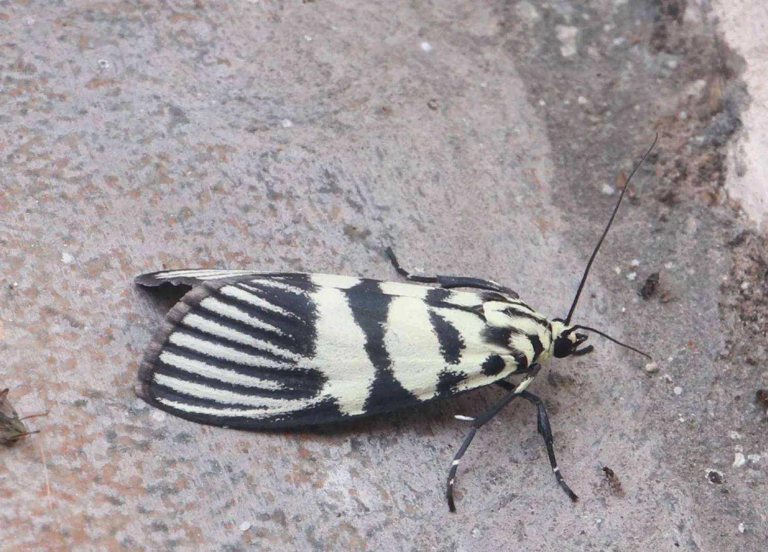 原创美丽心情加美丽的昆虫