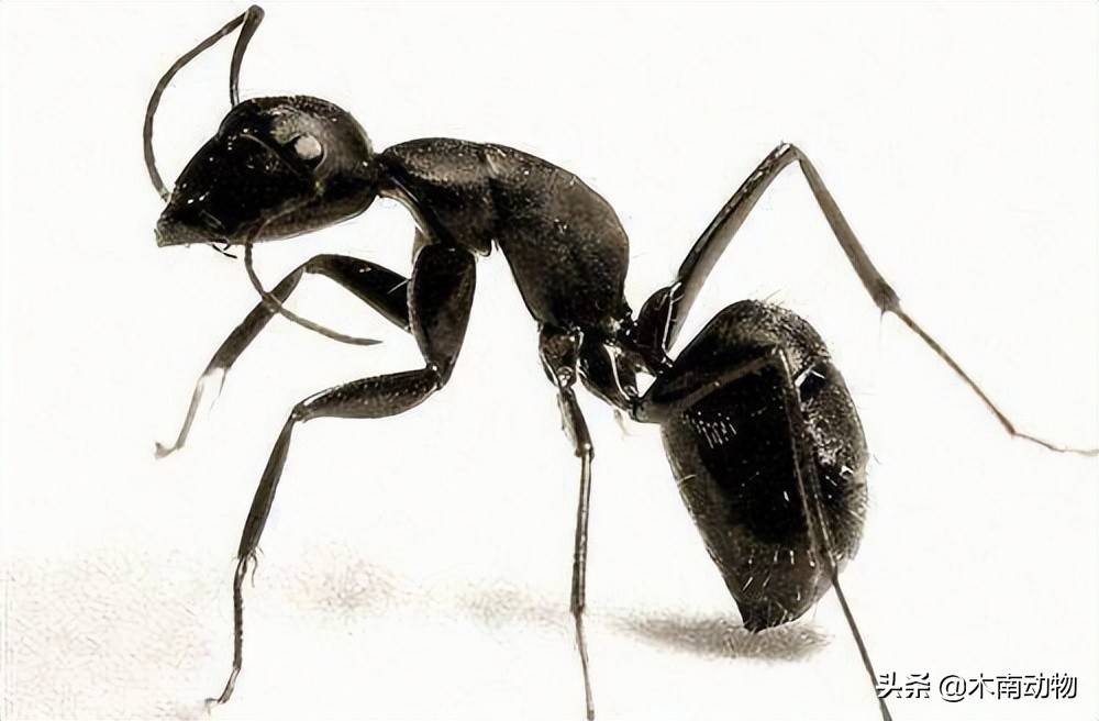 它不像短吻针鼹以蚂蚁和白蚁为食喜欢生活在高寒草原及潮湿山区森林钩