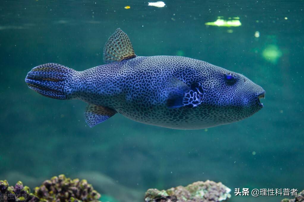 河豚是淡水鱼还是咸水鱼,体型可爱,习性古怪,其毒素有剧毒