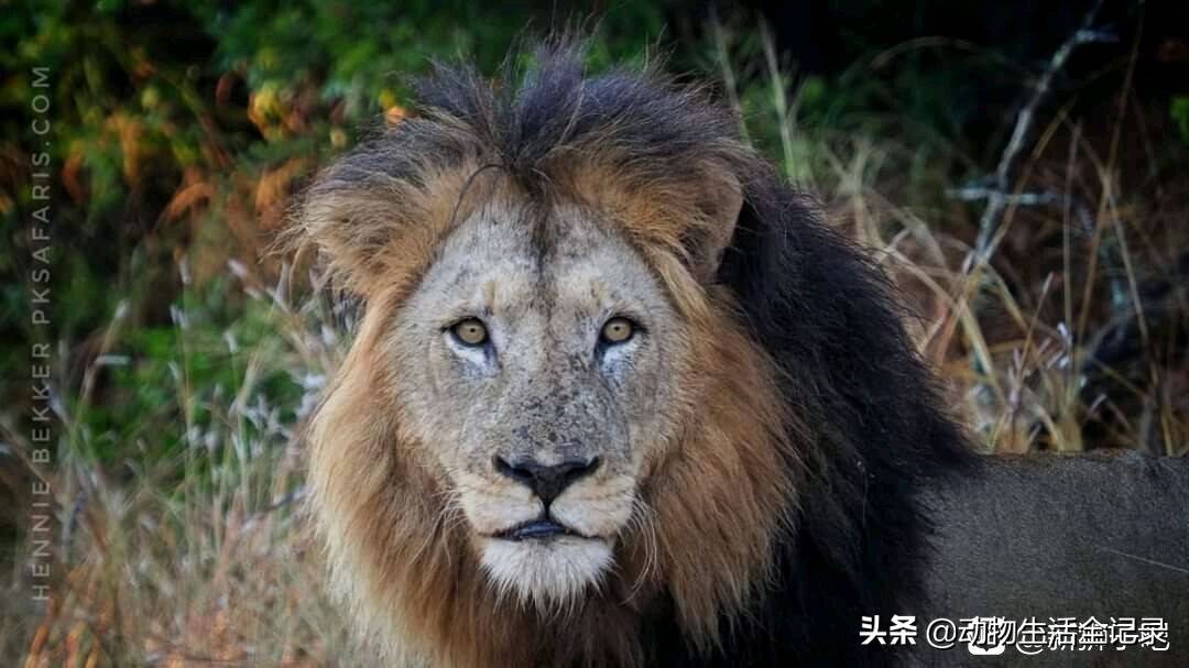 原创半尾雄狮兄弟们全被盗猎孤独地守着狮群前路漫漫太艰辛