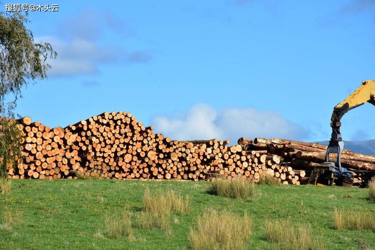 新西兰辐射松价格将大幅下跌