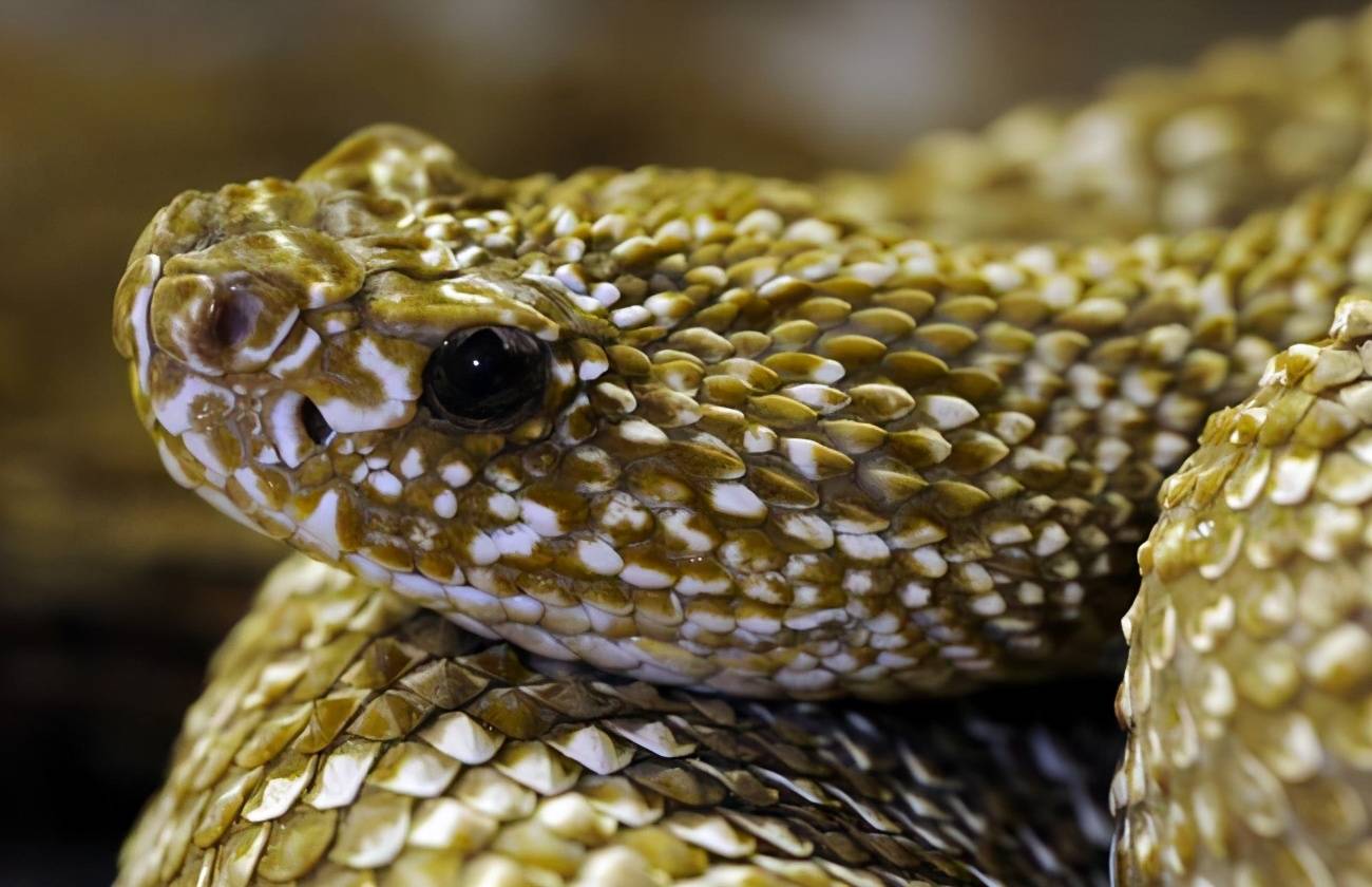 原创国外虎斑响尾蛇太可怕了死后还杀人却被中国王锦蛇吞食