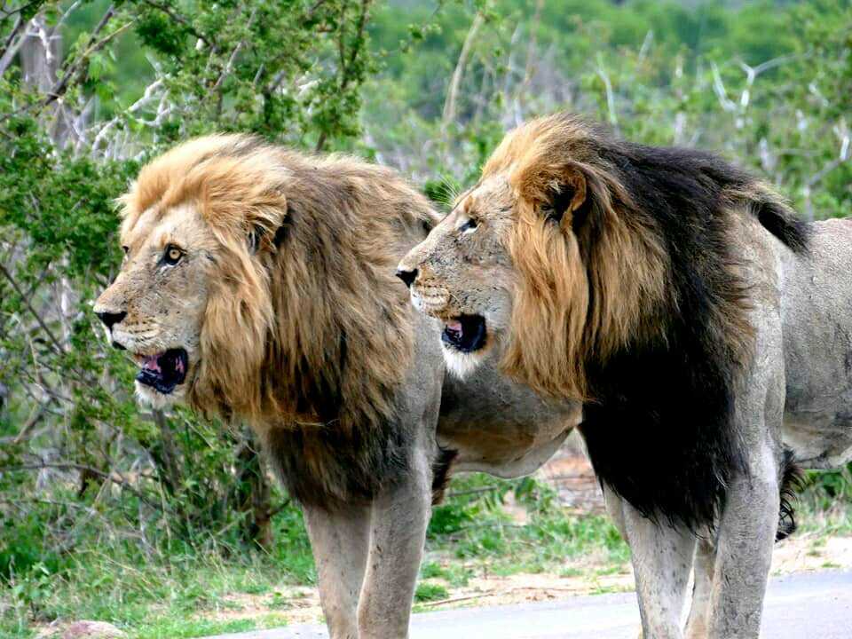 原创克鲁格最强雄狮联盟之一曼联雄狮mantimahle雄狮简介