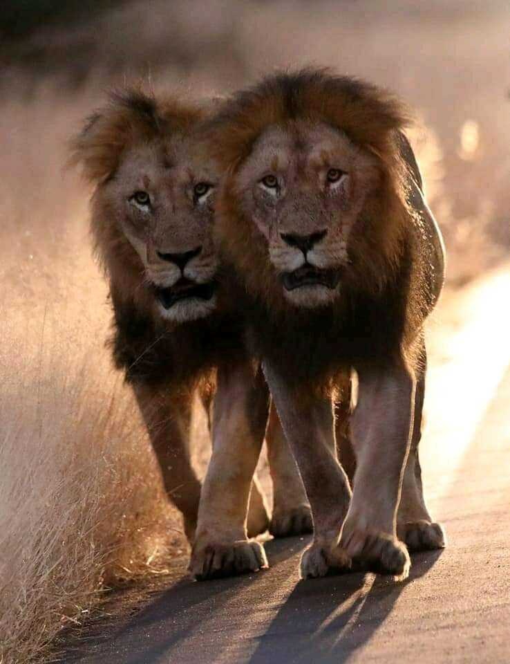 原创克鲁格最强雄狮联盟之一曼联雄狮mantimahle雄狮简介