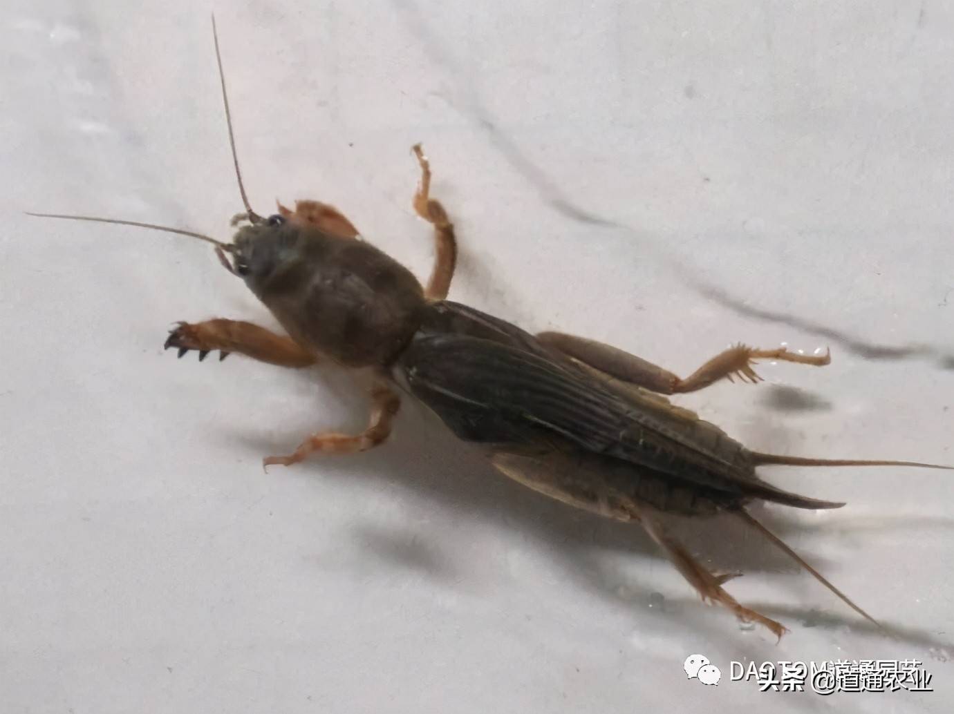 原创地下害虫蝼蛄篇蝼蛄怎么治