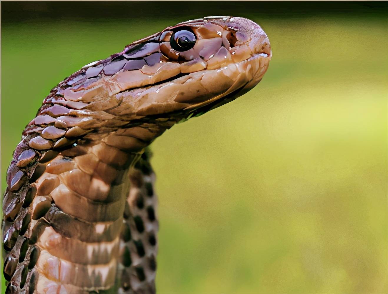 眼镜蛇蛇：特征、栖息地、摄食和繁殖