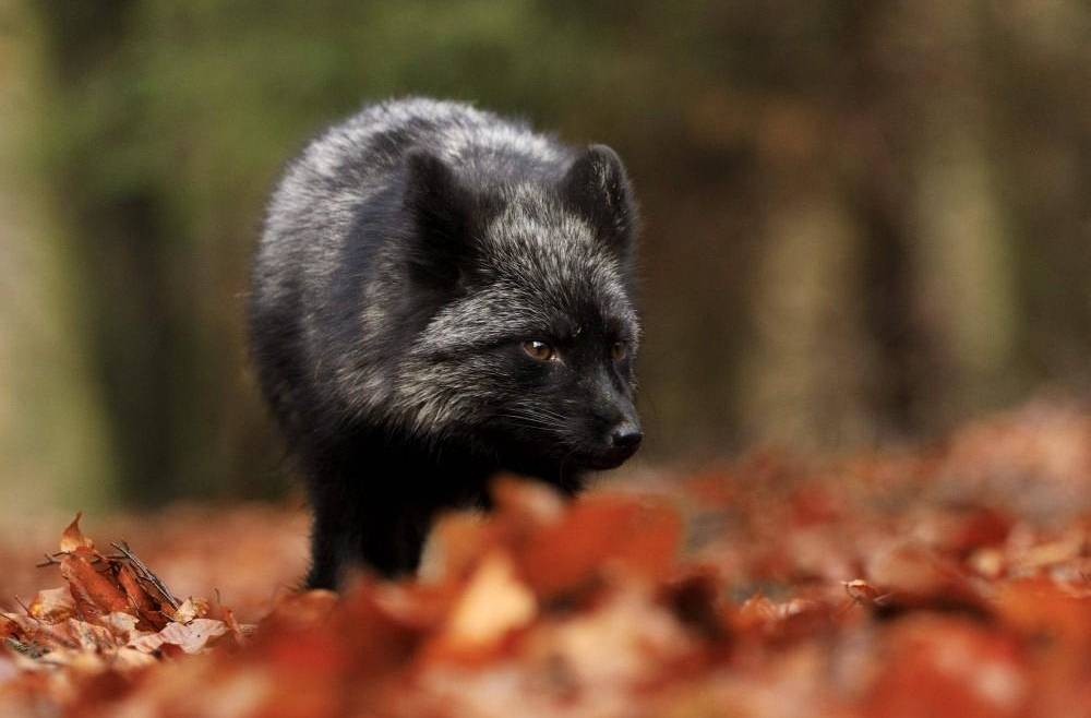 原创物种百科银黑狐