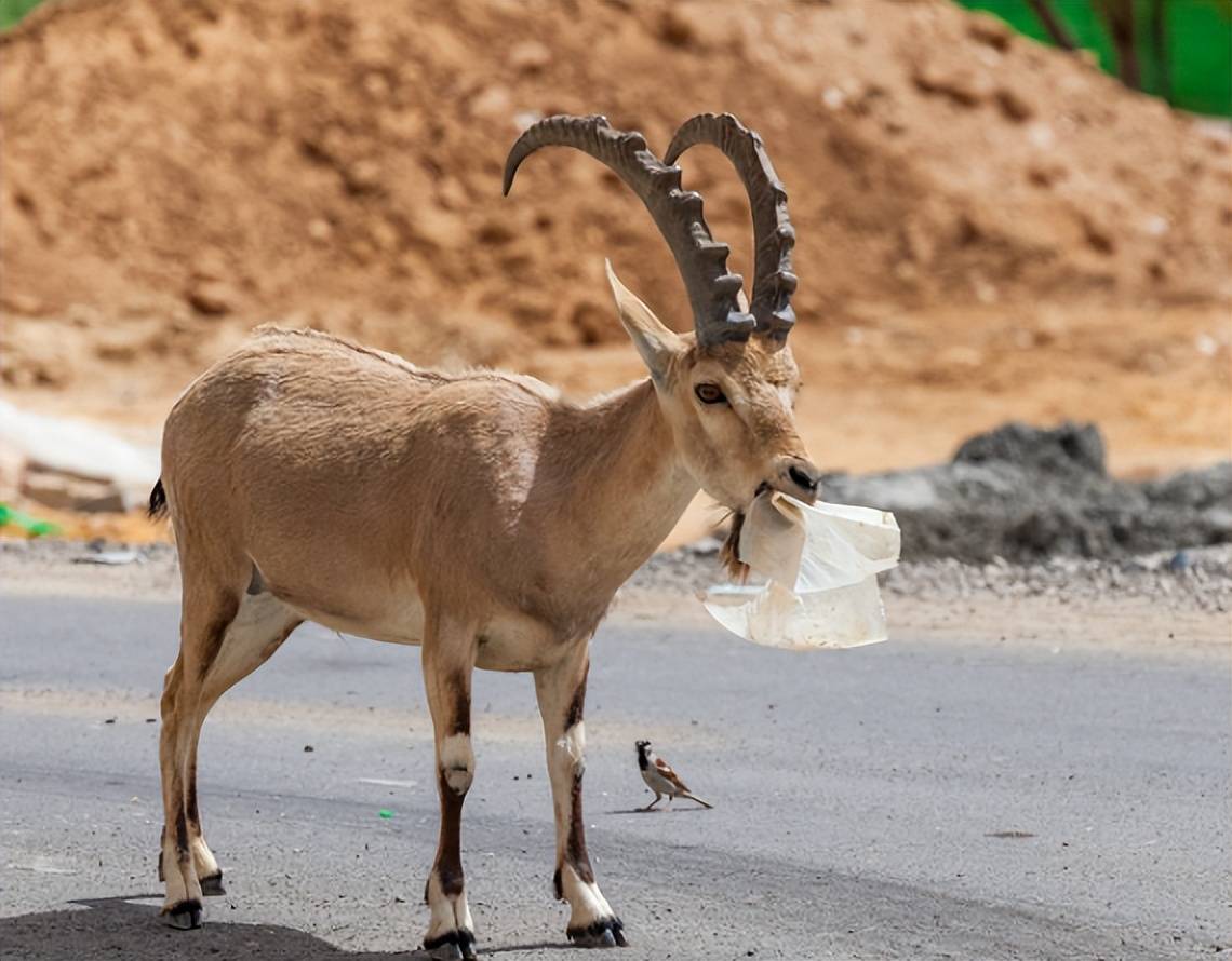 澳大利亚山羊泛滥成灾,哪来的这么多羊,当地人又为何不吃呢?