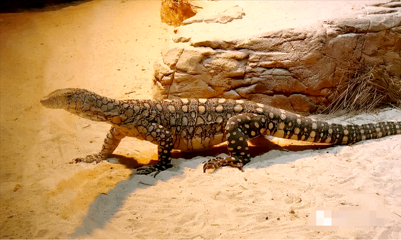 眼斑巨蜥毒蛇的终结者澳大利亚最大的蜥蜴