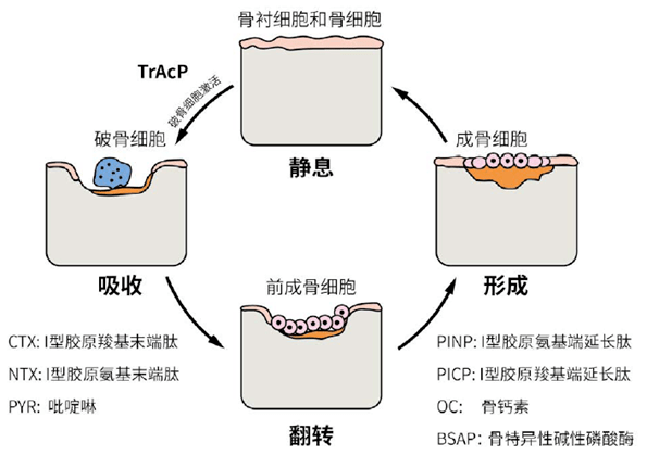 管理骨骼健康 这些指标很重要_al_代谢性_监测