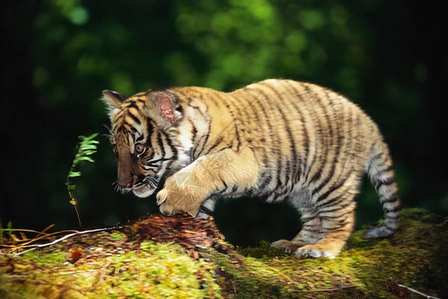 原创辽宁小伙收养小虎养大后送到动物园再见时小虎一眼将其认出