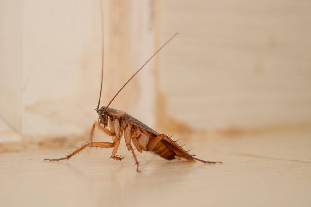 大强虫控常见蟑螂美洲大蠊的习性和防治措施