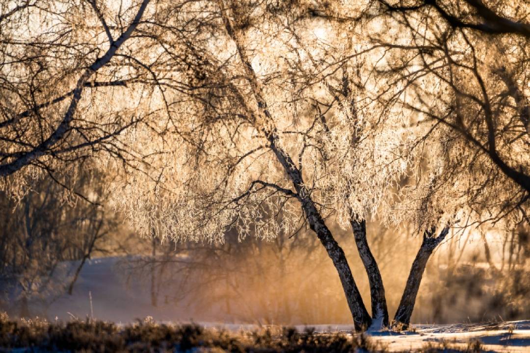 树深时见鹿丨风吹过静谧树林的沙沙声,是大自然给予的"安抚"_森林