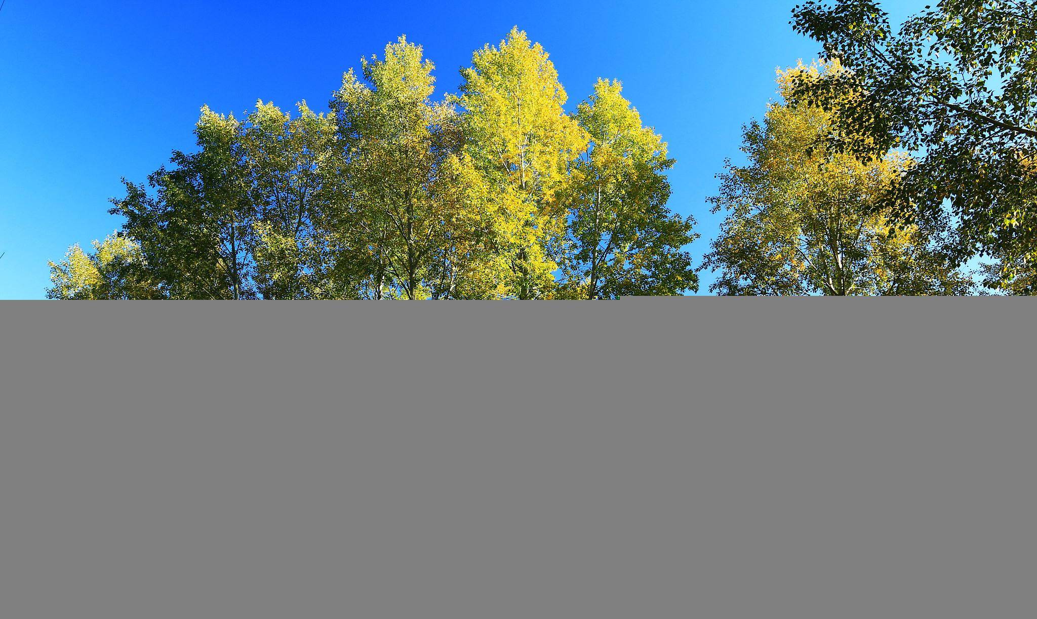 听听树叶的沙沙声,闻闻青草的香气,看看一汪汪,一片片的翠绿和湖蓝