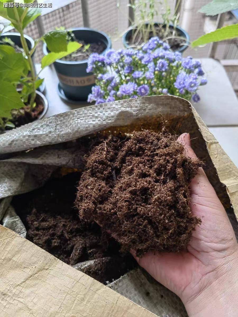 网上买营养土 啥样的最合适 按升还是按斤 不如自己搭配 花土 土壤 进口