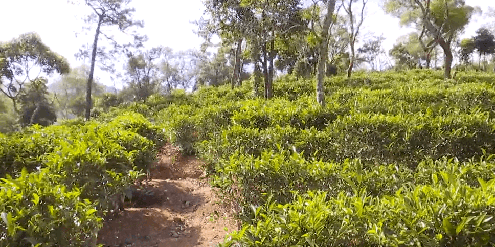 汕头南澳：后花园村入选首批广东省乡村研学旅行特色村