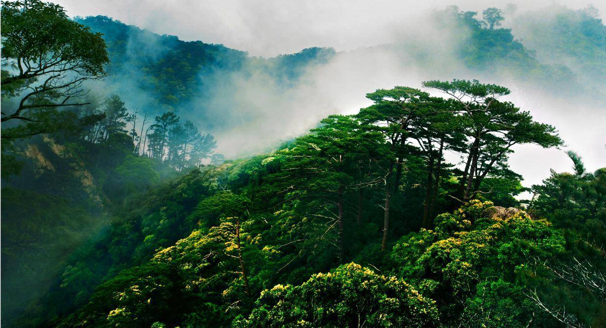 海南也能避暑游，快来海南热带雨林“天然氧吧”纳凉避暑吧