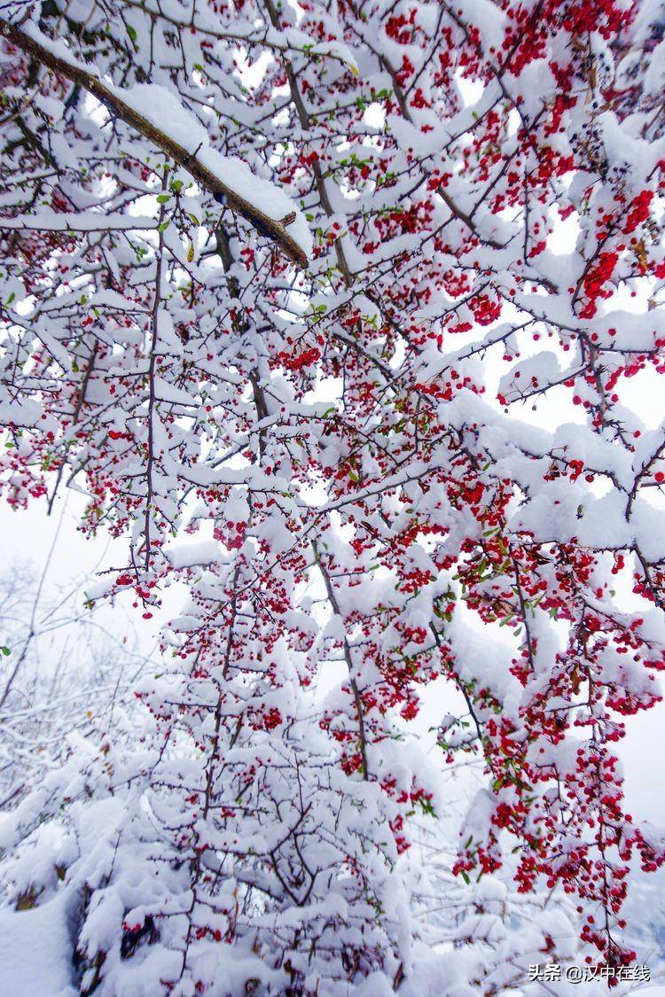 今冬初雪老龙池 银装素裹美如画