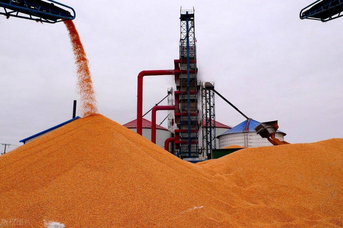 玉米不讲"武德",粮库陆续停收,大面积落价,1月4日玉米价格_山东_行情