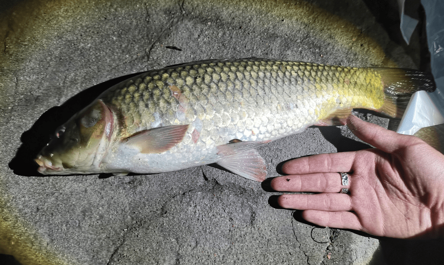 野钓四大黄金藏鱼点,一个点发窝都能爆护,您知道几个?_位置_铧尖_鱼儿