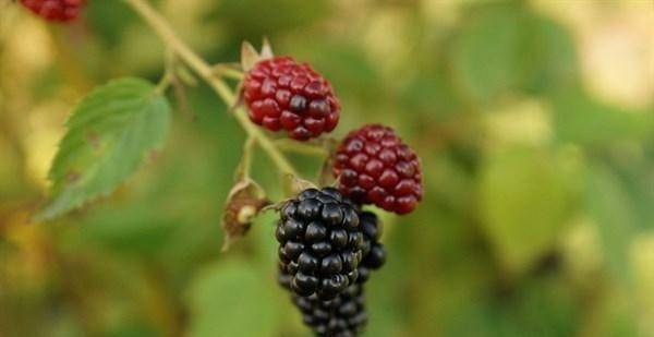 黑莓的抗氧化和抗炎特性是其保健功效的关键