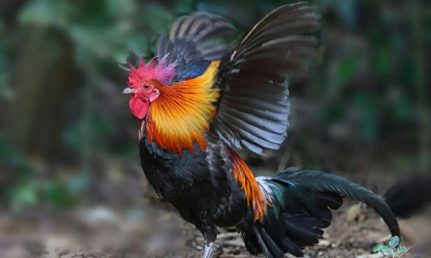 原创为什么身为五毒之一的蜈蚣毒不死公鸡你恐怕不知道公鸡的段位