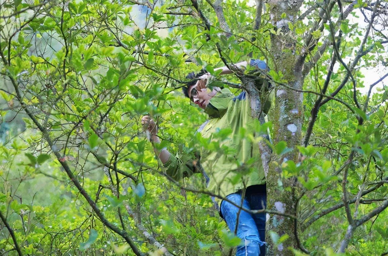 磨豆腐磨米浆捶米粉,用脚踏的石椿比较普遍煮猪饭喂猪游戏篇在农村