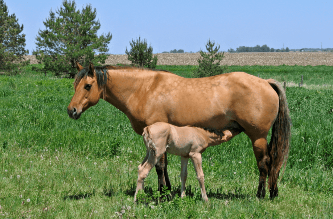今天南半球出生的马儿集体过生日啦