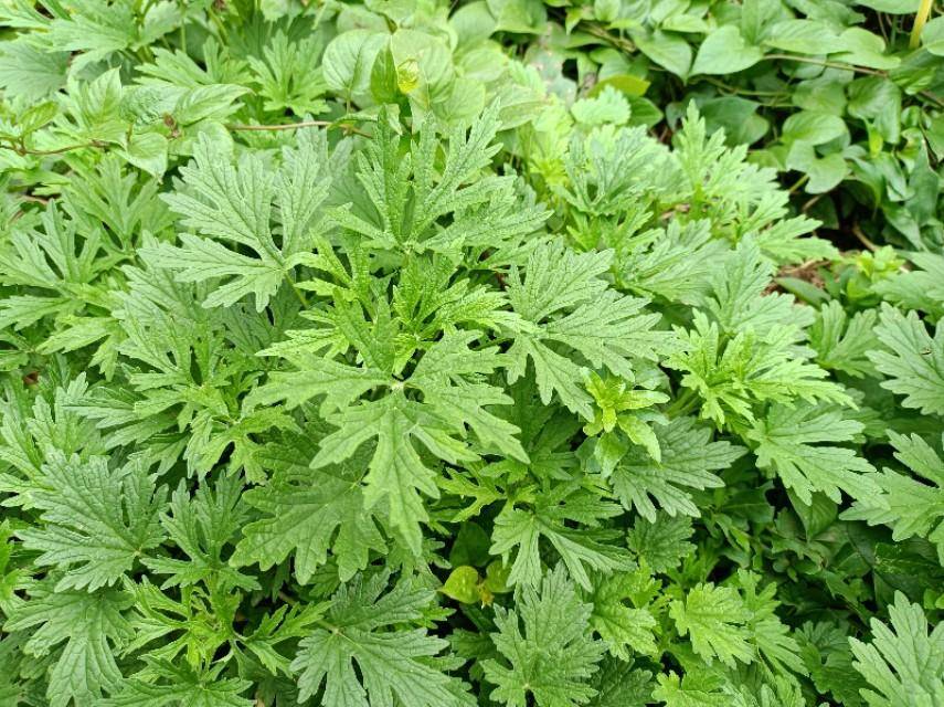 农村常见的"益母草",它的价值却很少人知道,看看你家乡有吗?