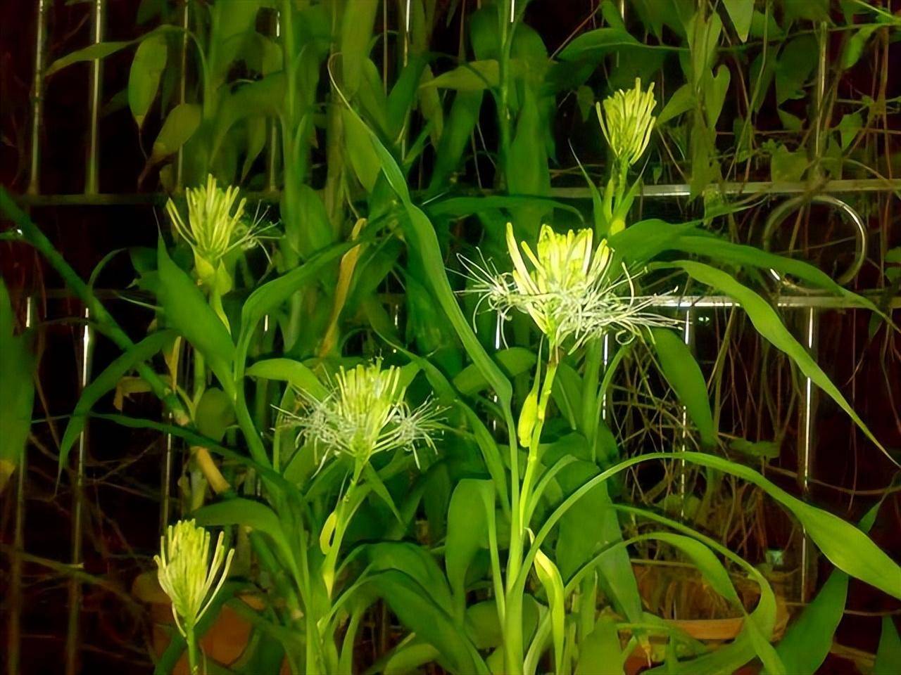 更何况是富贵竹这种观叶为主的植物呢,要想让富贵竹开花,至少得土培2