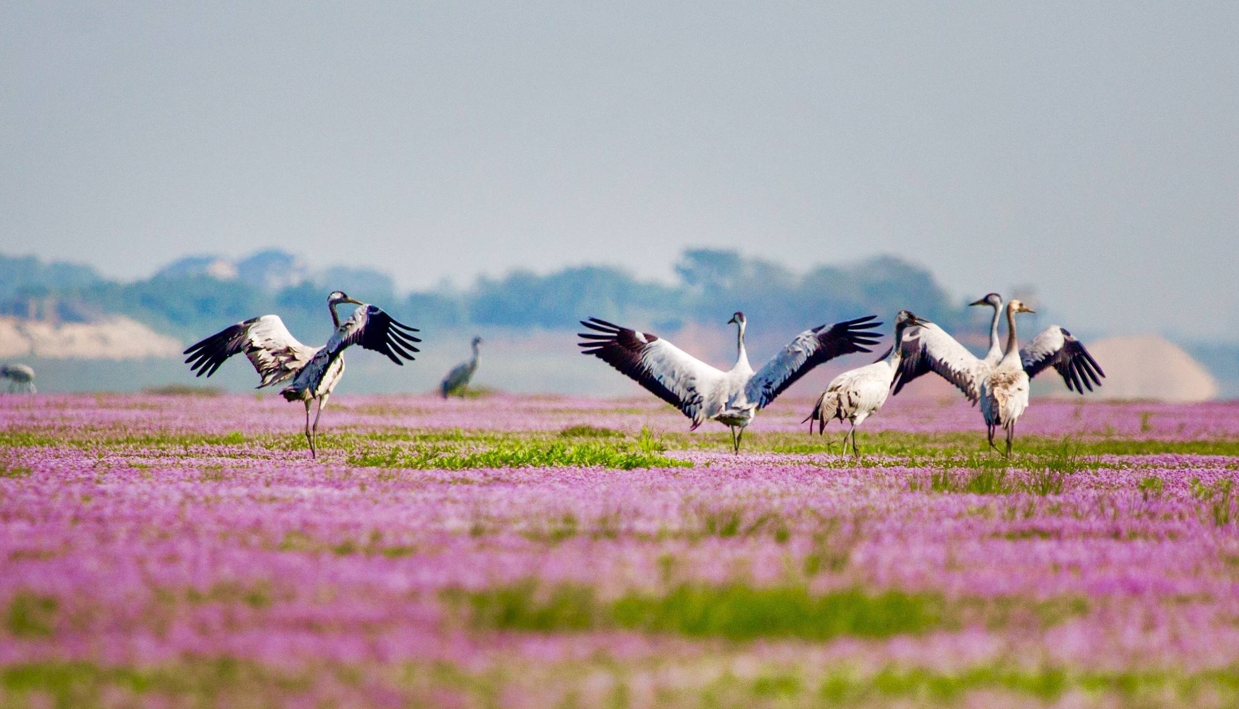 江西两趟高铁转圈圈,终点站就是始发站_动车_鄱阳湖_环湖
