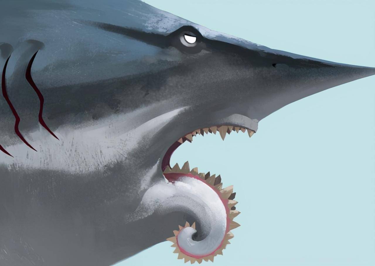 原创鲨鱼中的奇葩螺旋状牙齿像锯子这牙齿到底用来干啥