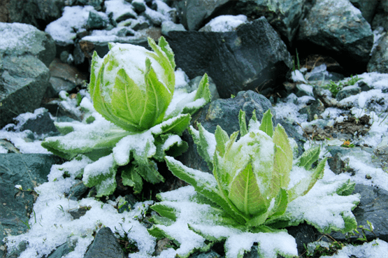 怒放世界之巅 不是所有雪莲,都叫天山雪莲_中医药_发展_我国