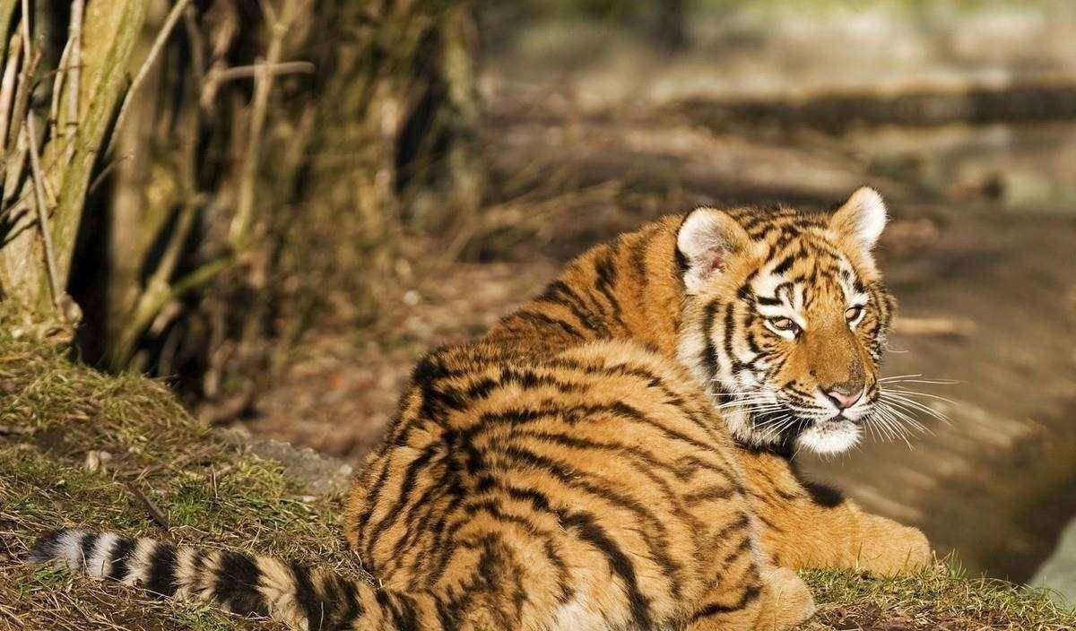 野生老虎其实也