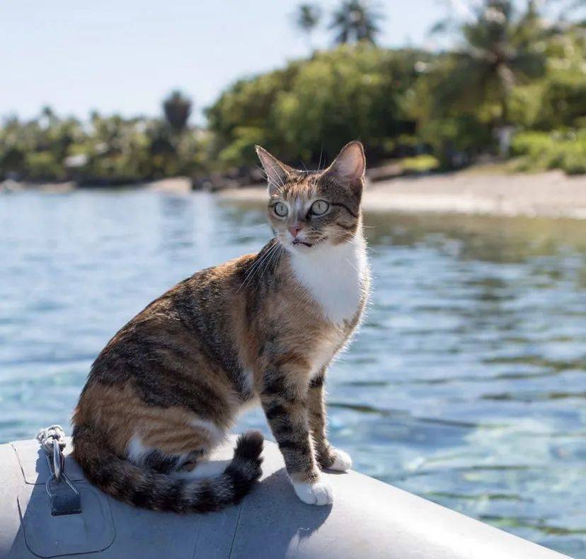 猫陪主人出海，漂泊14年成环保大使…最后留在了最爱的沙滩上