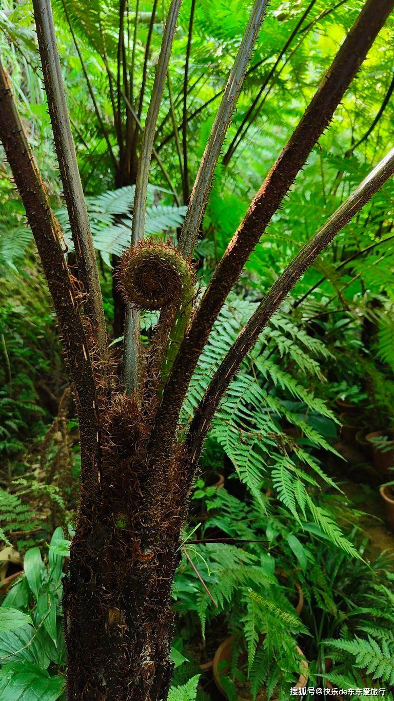 梅江区长沙镇大密村山沟里发现密密麻麻的珍稀蕨类形似桫椤