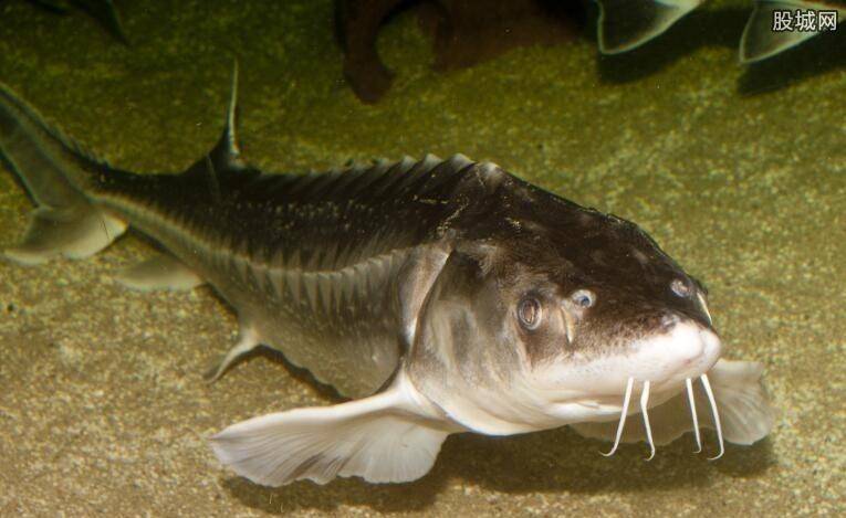 原来,"肇源江鱼"还真的不一般呢!_大鱼_嫩江_松花江