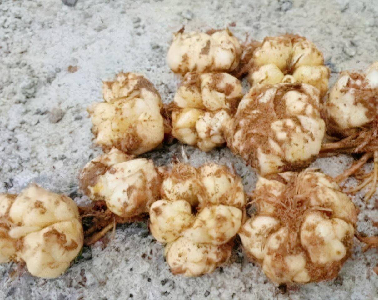 农家人种植的"百合花",不仅观赏价值高,而且还能食用,_果实_农作物