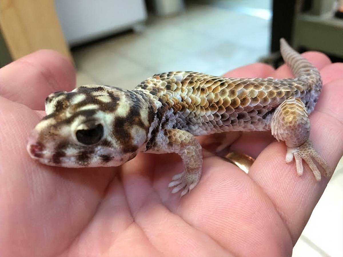 原创霍城发现新疆沙虎宽眼圆鼻白天躲在洞穴中晚上出来觅食